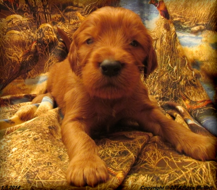 Irish Setter Puppy For Sale