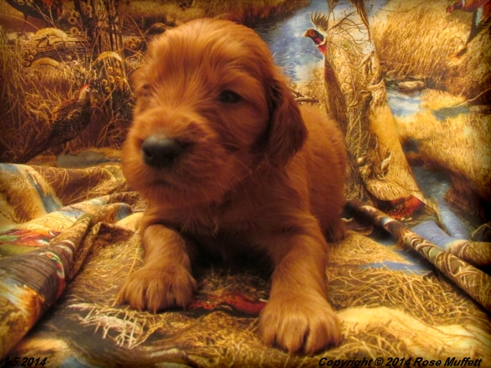 Irish Setter Puppy For Sale