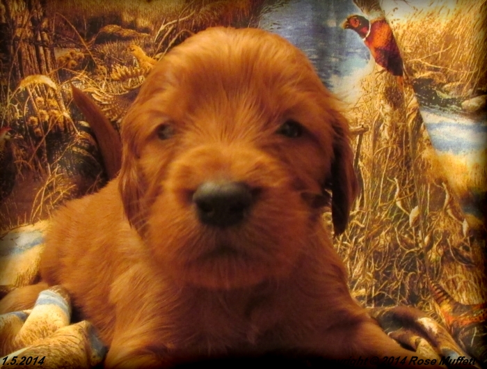 Irish Setter Puppy For Sale