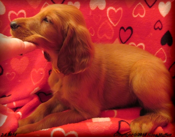 Irish Setter Puppy For Sale