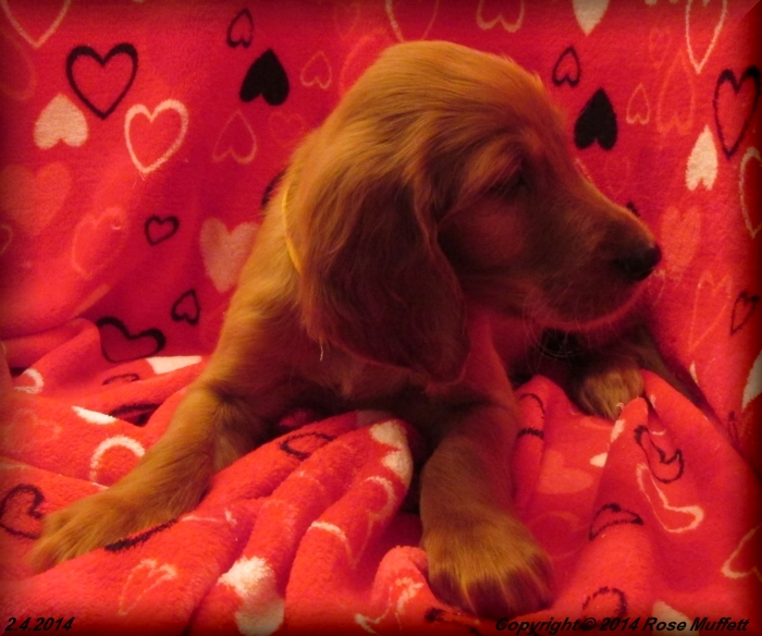 Irish Setter Puppy For Sale
