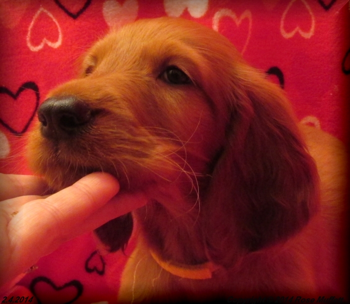 Irish Setter Puppy For Sale