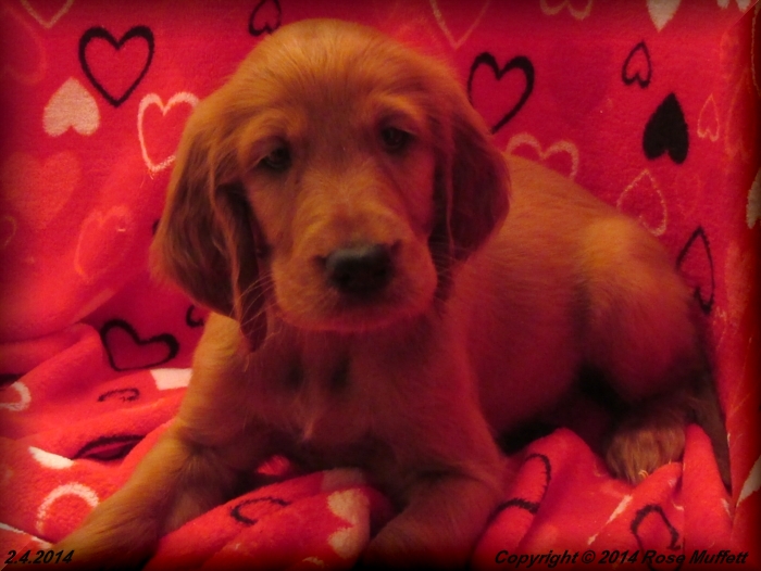 Irish Setter Puppy For Sale