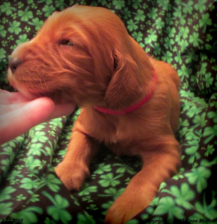 Irish Setter Puppy For Sale