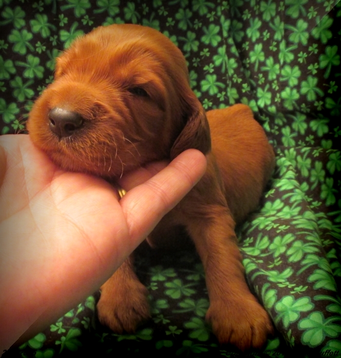 Irish Setter Puppy For Sale