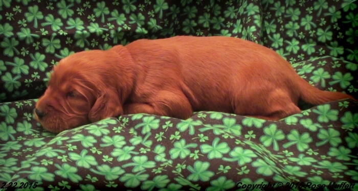 Irish Setter Puppy For Sale