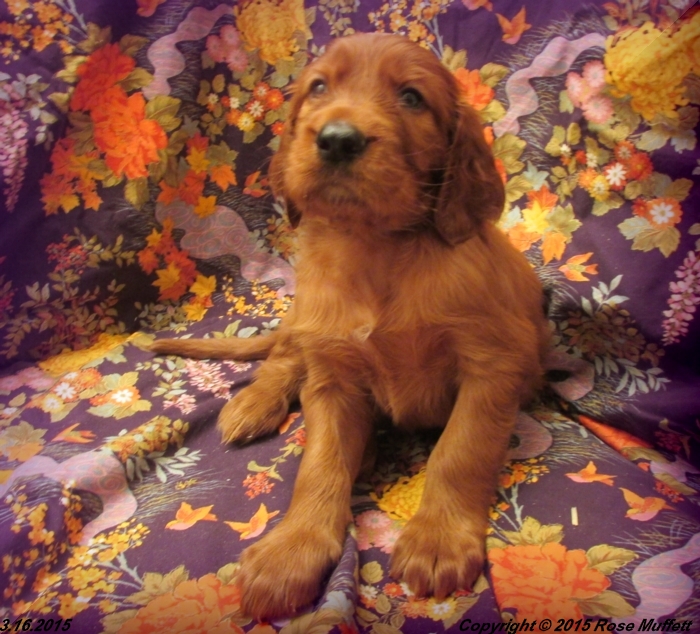 Irish Setter Puppy For Sale