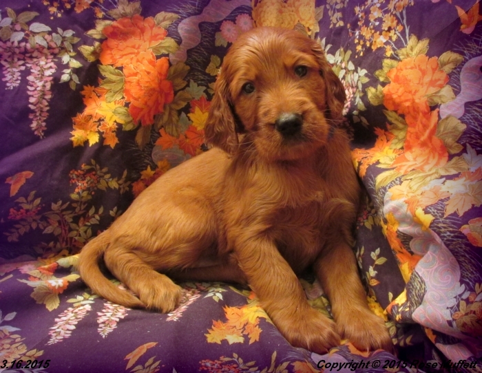 Irish Setter Puppy For Sale