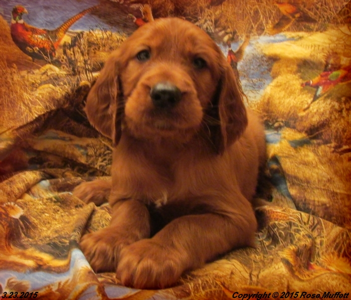 Irish Setter Puppy For Sale