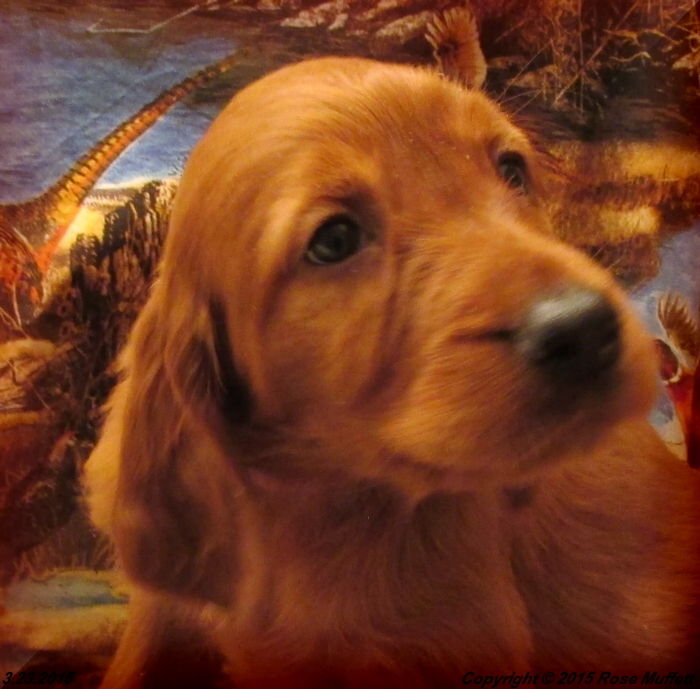 Irish Setter Puppy For Sale