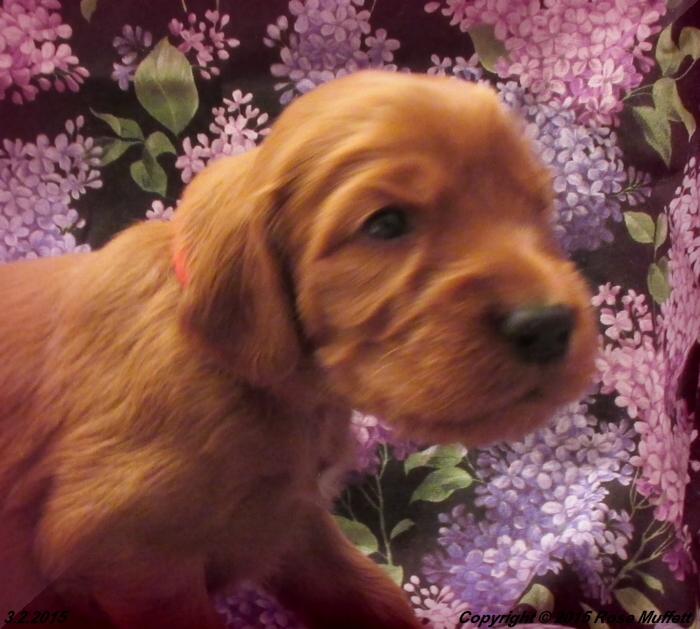 Irish Setter Puppy For Sale