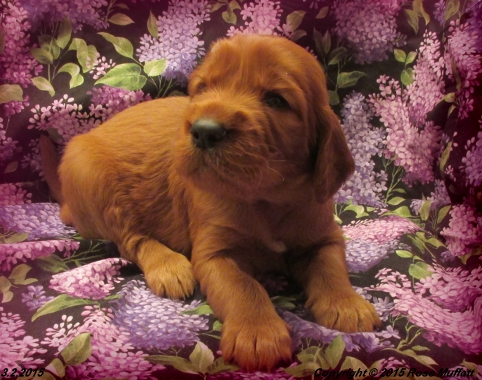 Irish Setter Puppy For Sale