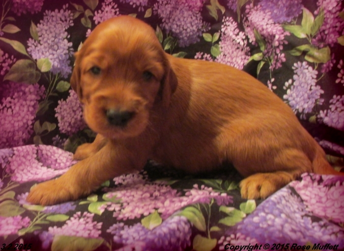 Irish Setter Puppy For Sale
