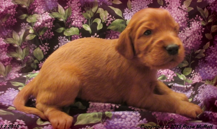 Irish Setter Puppy For Sale