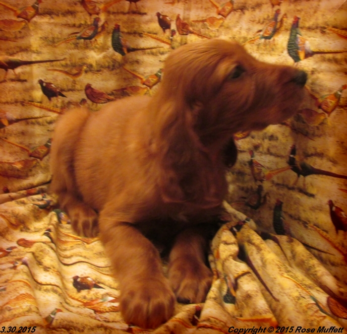 Irish Setter Puppy For Sale