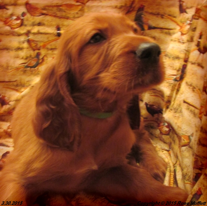 Irish Setter Puppy For Sale