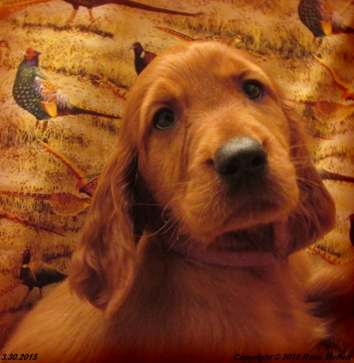 Irish Setter Puppy For Sale