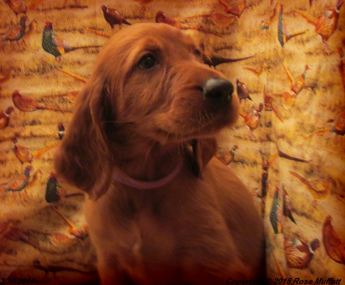 Irish Setter Puppy For Sale