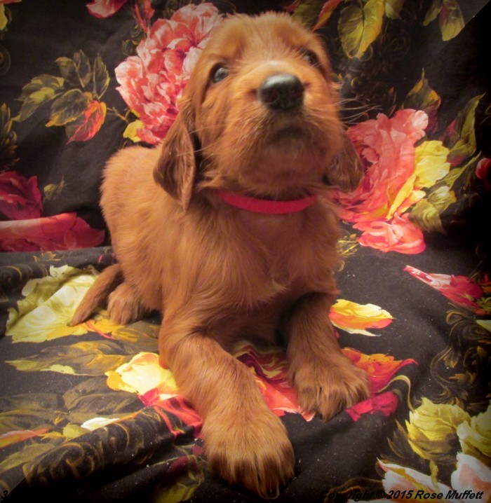 Irish Setter Puppy For Sale