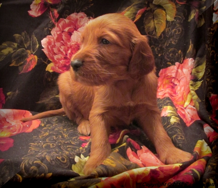 Irish Setter Puppy For Sale