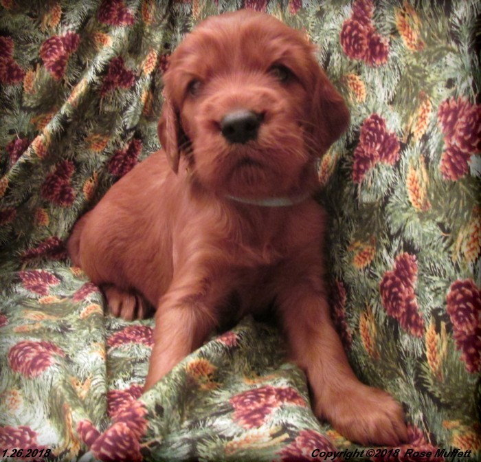 Irish Setter Puppy For Sale