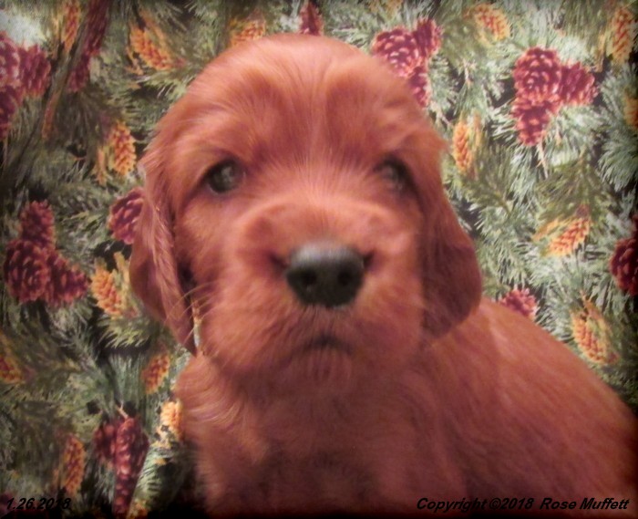 Irish Setter Puppy For Sale