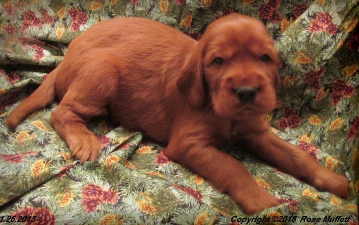 Irish Setter Puppy For Sale