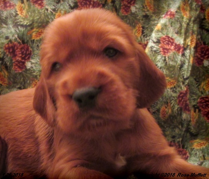 Irish Setter Puppy For Sale