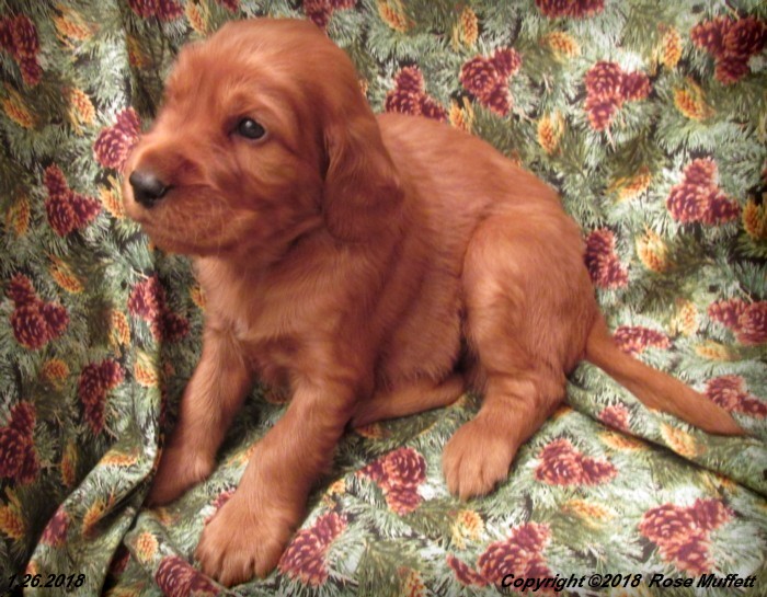Irish Setter Puppy For Sale