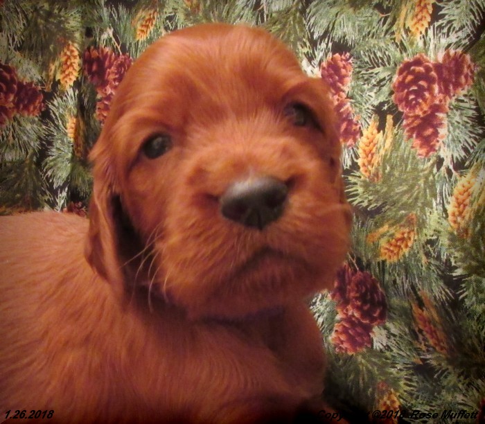 Irish Setter Puppy For Sale