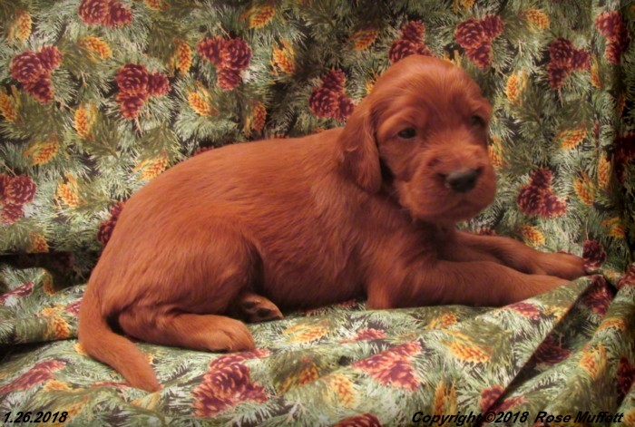 Irish Setter Puppy For Sale