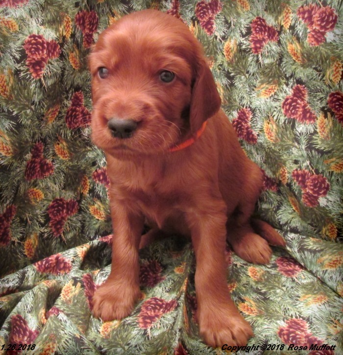 Irish Setter Puppy For Sale