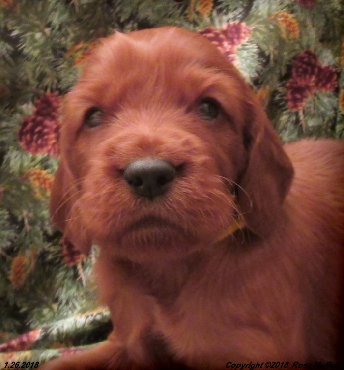 Irish Setter Puppy For Sale