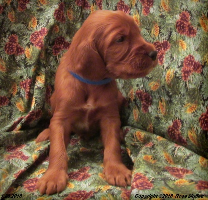 Irish Setter Puppy For Sale