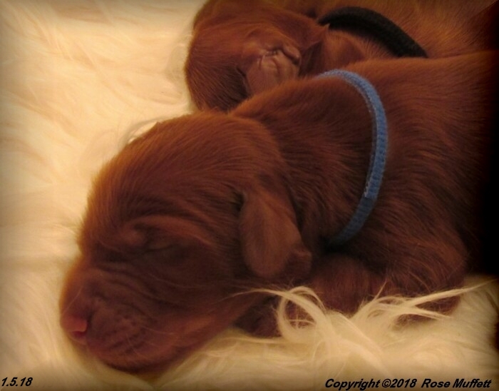 Irish Setter Puppy For Sale