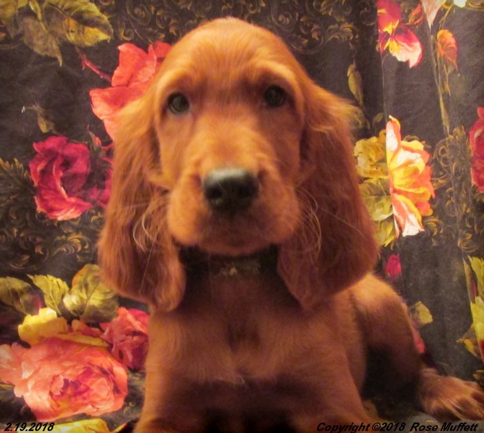 Irish Setter Puppy For Sale