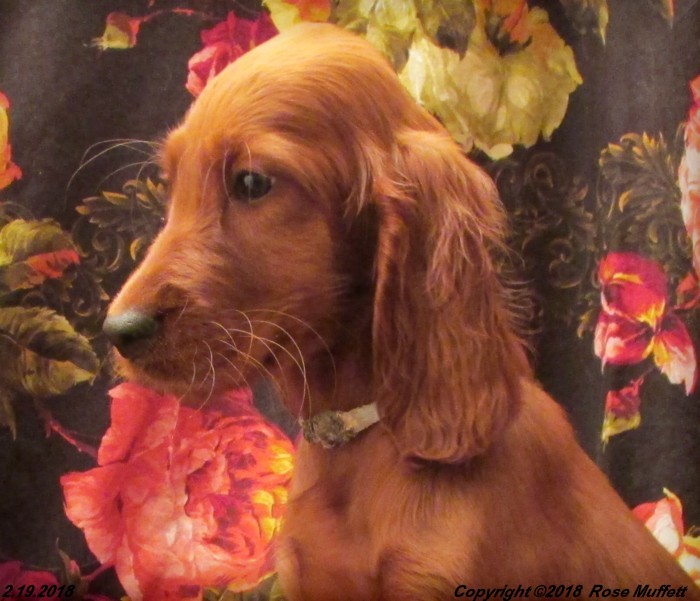 Irish Setter Puppy For Sale