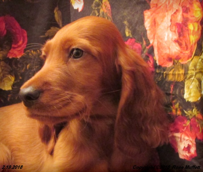 Irish Setter Puppy For Sale