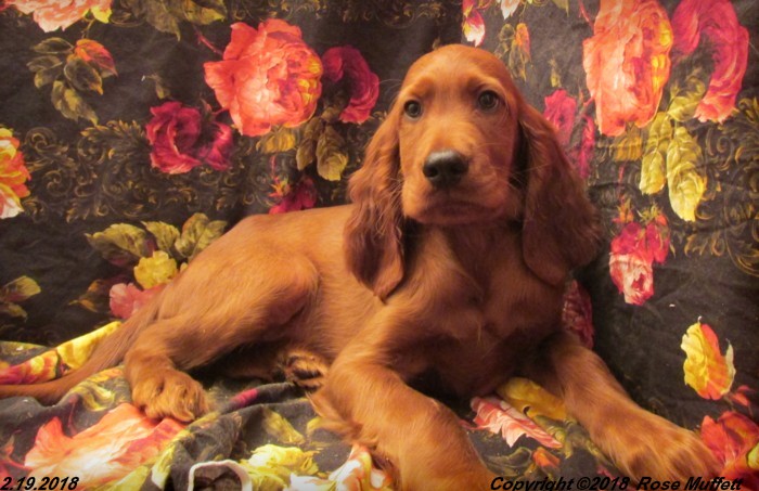 Irish Setter Puppy For Sale