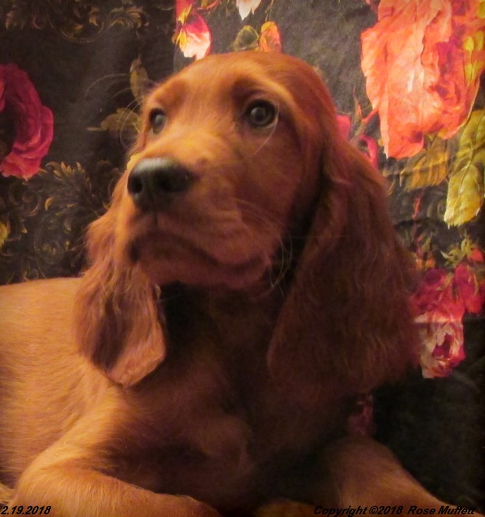 Irish Setter Puppy For Sale