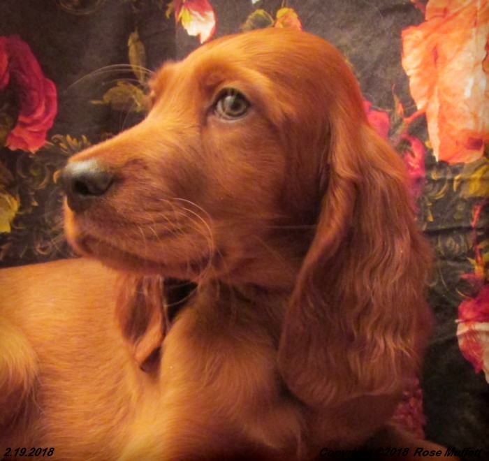 Irish Setter Puppy For Sale