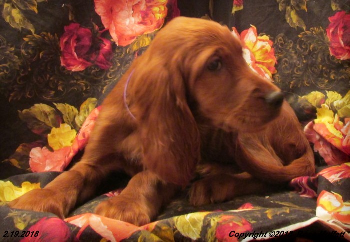 Irish Setter Puppy For Sale
