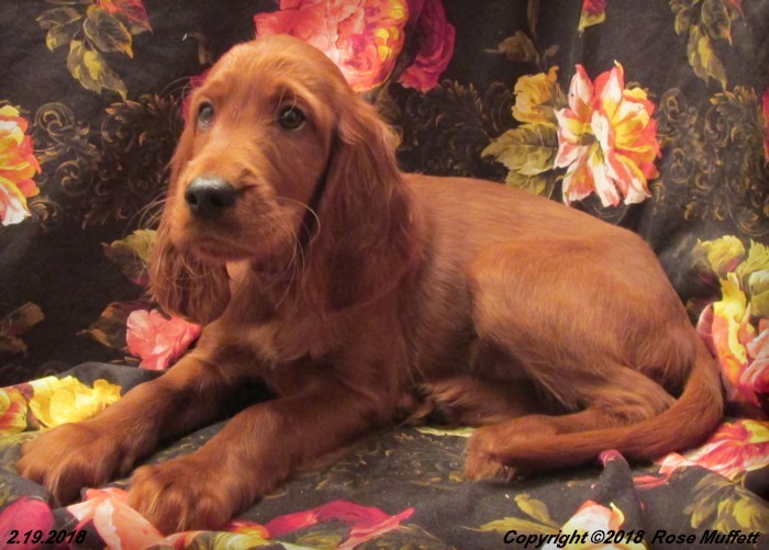 Irish Setter Puppy For Sale