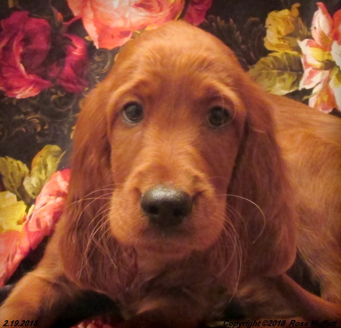 Irish Setter Puppy For Sale