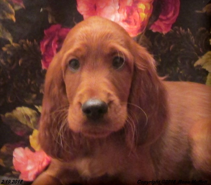 Irish Setter Puppy For Sale