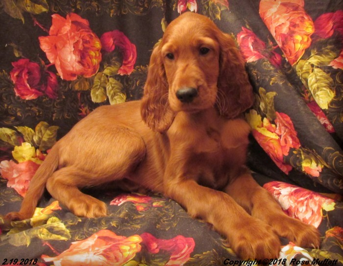 Irish Setter Puppy For Sale