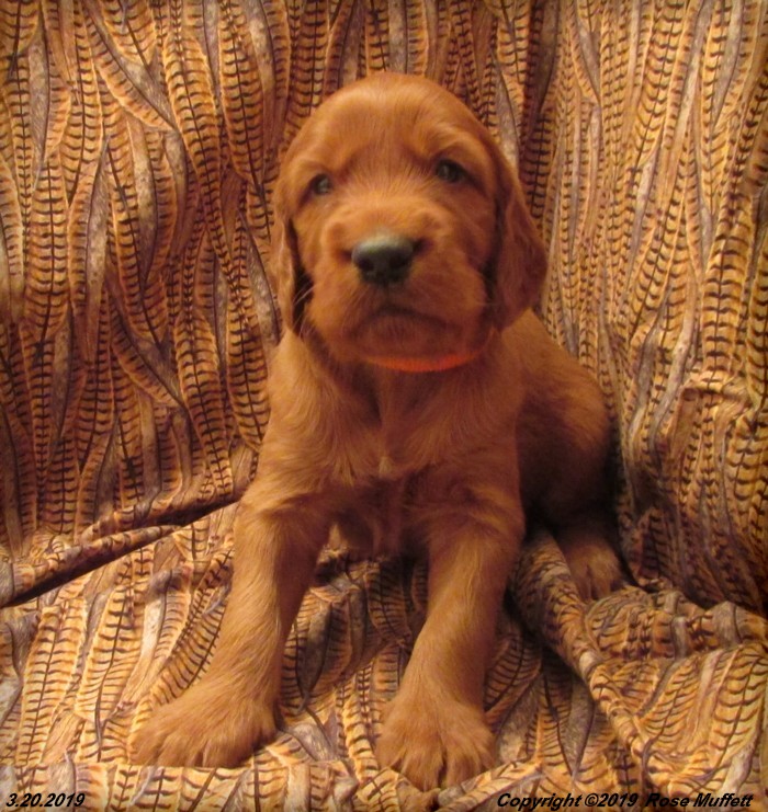 Diana's Puppies