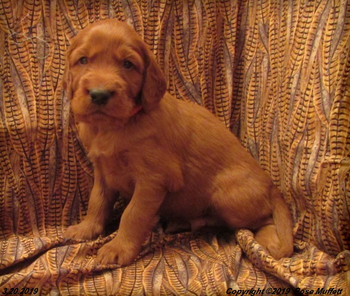 Diana's Puppies