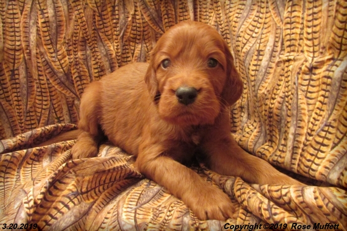 Diana's Puppies