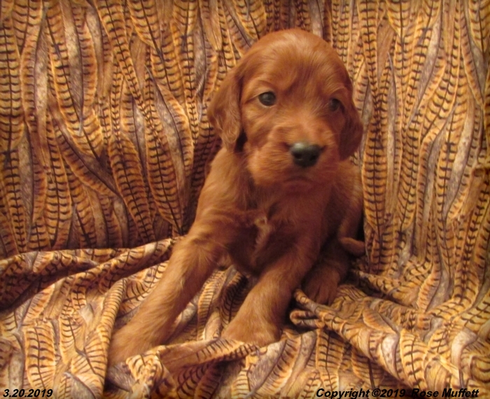 Diana's Puppies